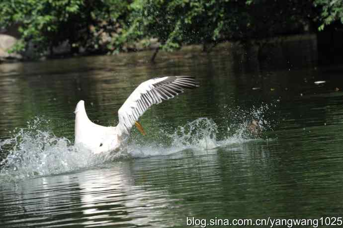 夜鹭与鹈鹕（抓拍）