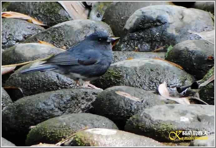 鈥溊垛澯脞湴租潯菊掌