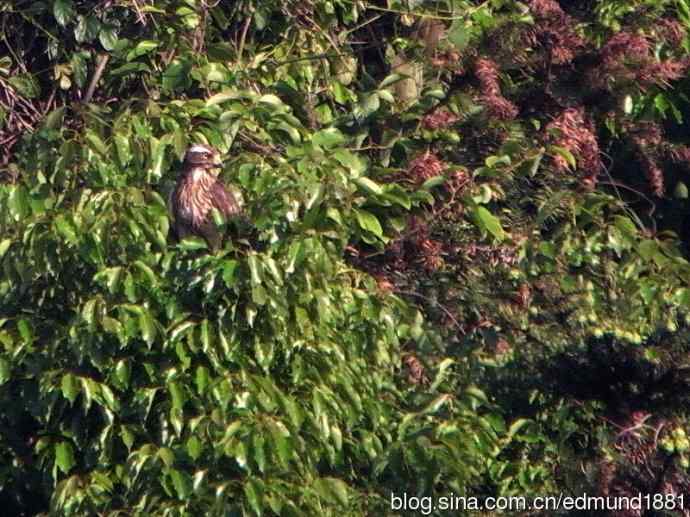 处女下海   施华望远鏡SW80HD打鸟