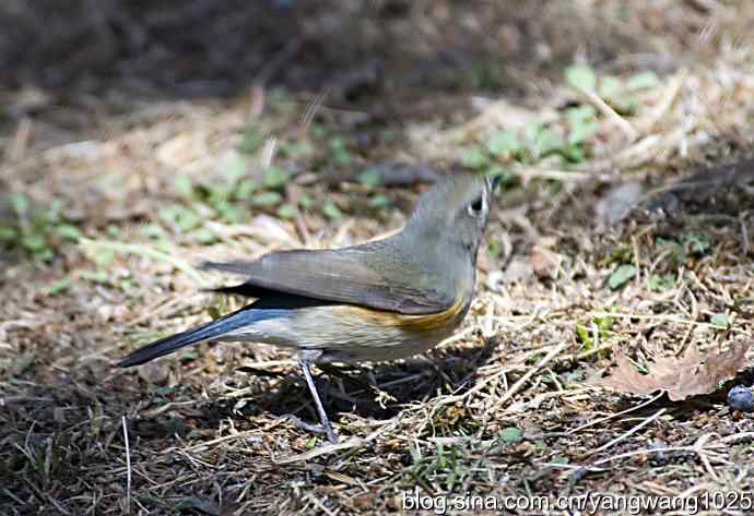 自然和谐的日坛公园（雌性红胁蓝尾鸲）