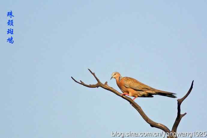 昨天的收获（杂片）