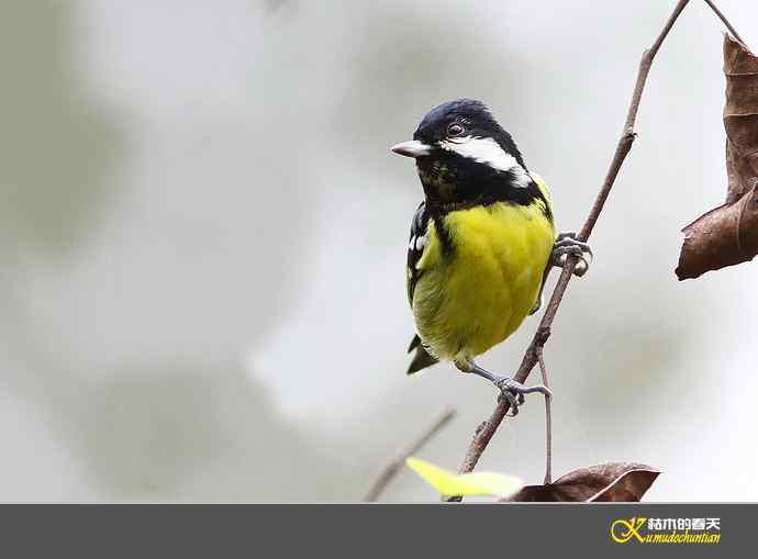 小鸟随拍【实拍】