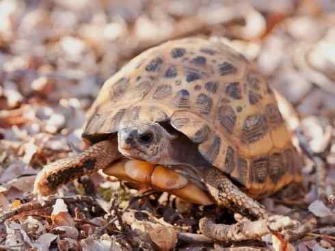 玄武：传说的兽原型探秘（象龟）