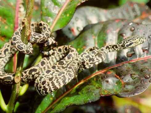 龙：传说的兽原型探秘（树蚺类）