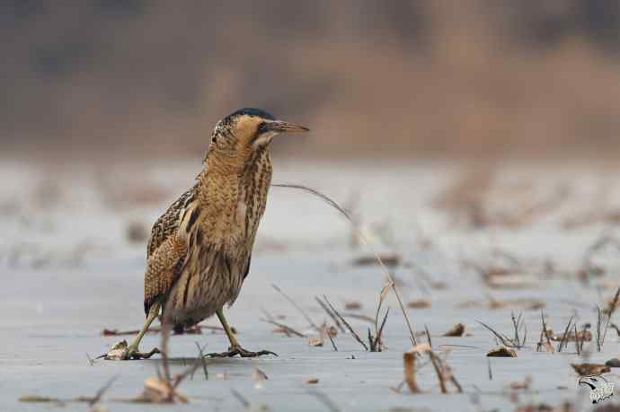 衡水湖的大麻鳽