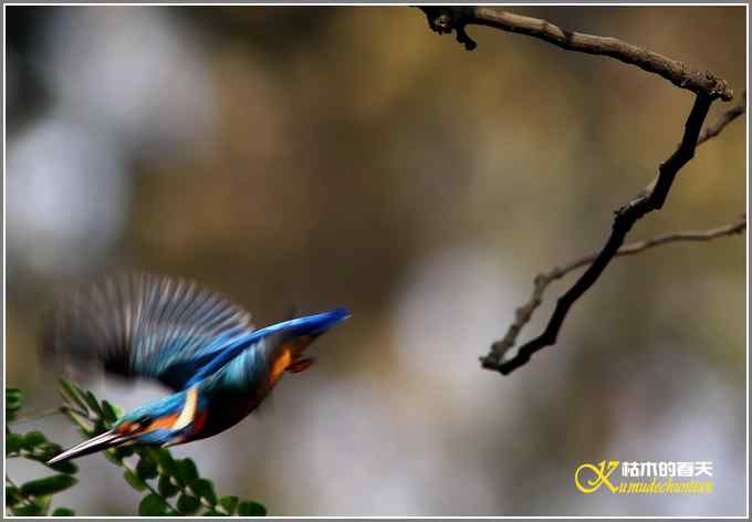 今年冬天的鸟儿有点少【照片】