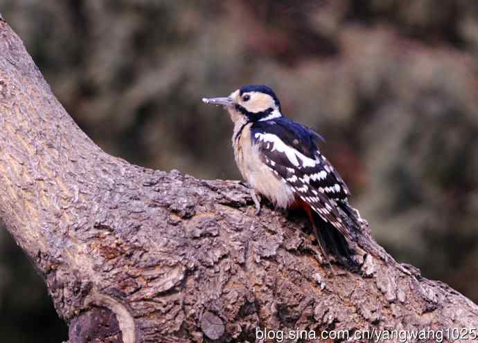 大斑啄木鸟（1）