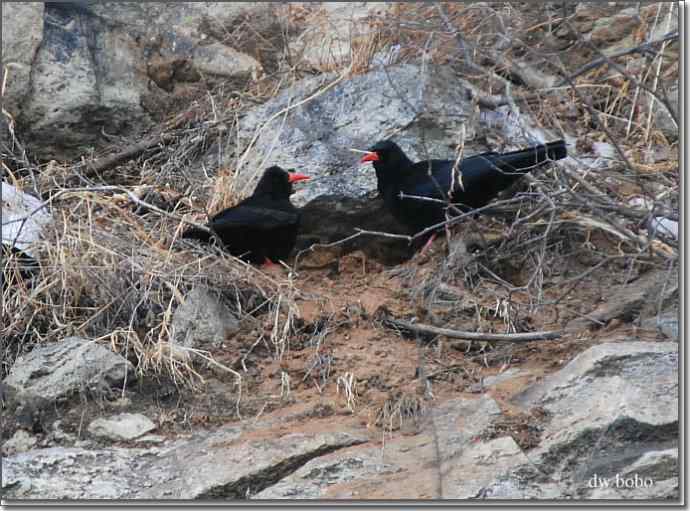 白河峡谷 鸟的乐园