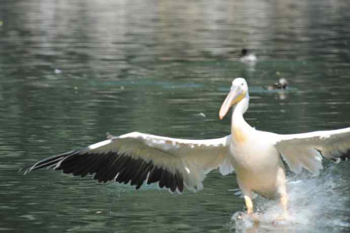 再次看到鹈鹕飞
