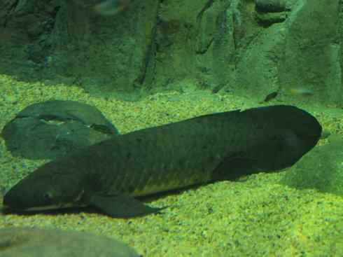 鱼类活化石:澳洲肺鱼 鱼类活化石:澳洲肺鱼