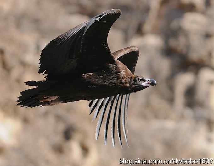走近秃鹫:一段撼人心魄的拍摄经历 走近秃鹫:一段撼人心魄的拍摄经历