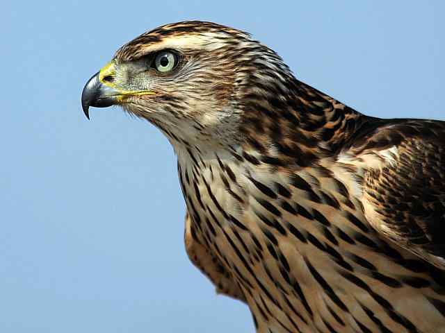 浅水湾观猛零距离