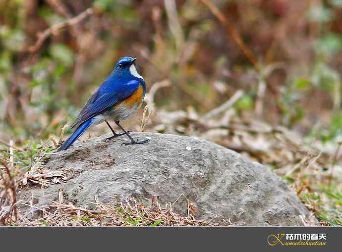 云南拍鸟打个总结：记录鸟片十四种