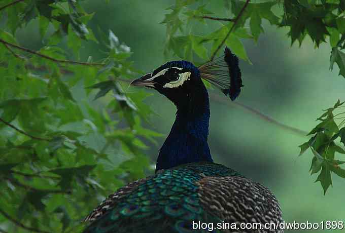 戴胜护驾南海子