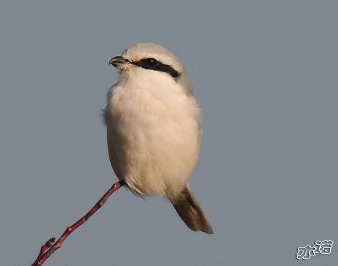 官厅水库&nbsp;wbr路&nbsp;wbr楔尾伯劳和雉鸡