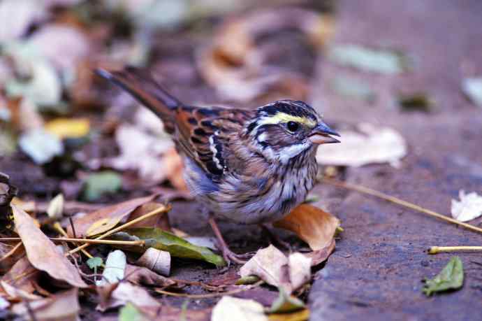 不修边幅（跟踪记录的一只小鸟）2