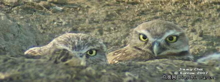 洞穴猫头鹰用粪便勾引蜣螂