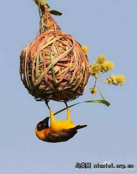 北非黑脸织布鸟 Northern Masked Weaver