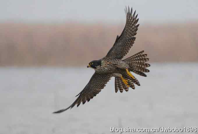 捕猎的游隼