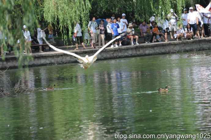 明星（鹈鹕大白）