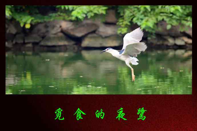 觅食的夜鹭