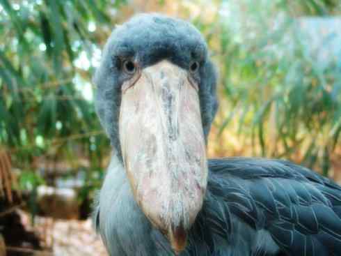 鸟类之最：鲸头鹳