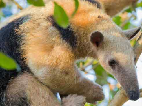 盘点十二大著名食蚁动物:食蚁兽 盘点十二大著名食蚁动物:食蚁兽
