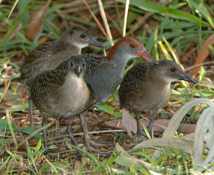 蓝胸秧鸡叫声下载 | 灰胸秧鸡叫声下载