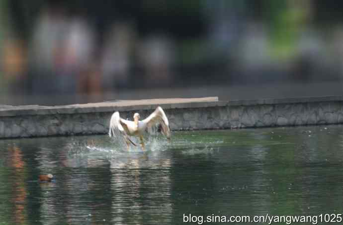 再拍大鹈鹕 wbr3 再拍大鹈鹕 wbr3