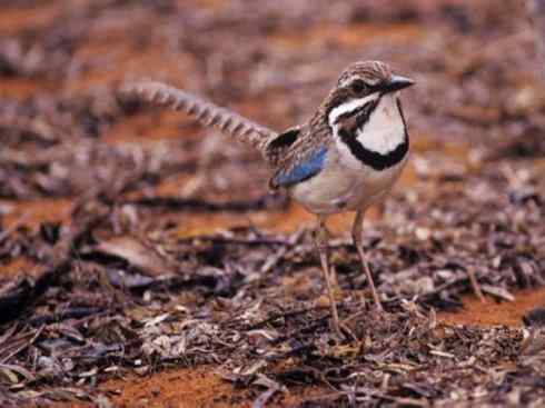 绝色攀禽：佛法僧目之地鴗