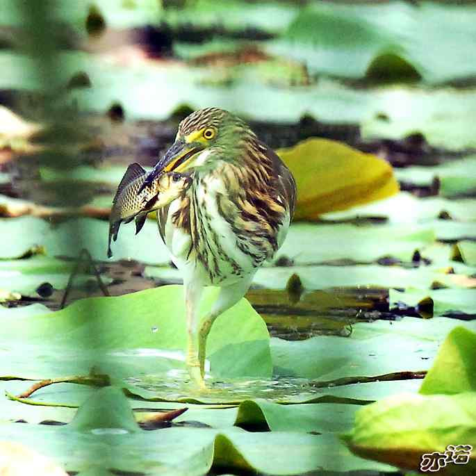 圆明园&nbsp;wbr路&nbsp;wbr池鹭抓大鱼