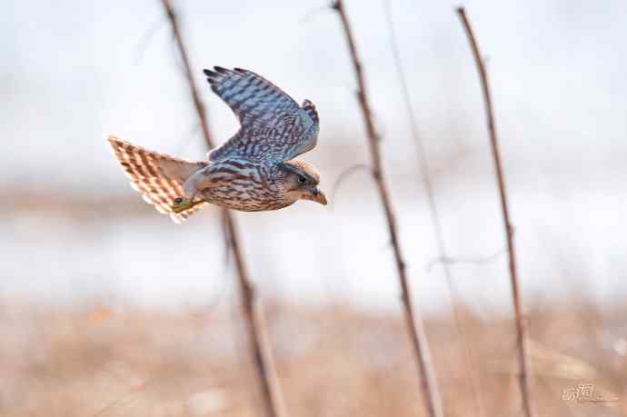 【野鸭湖的鸟】灰背隼
