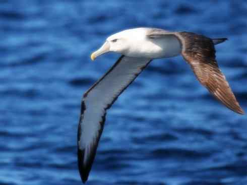 猎奇：奇特的鸟喙之七