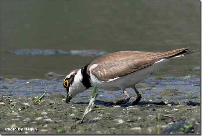 湿地拍鸟儿归来兮 点击图片或使用键盘← →翻页