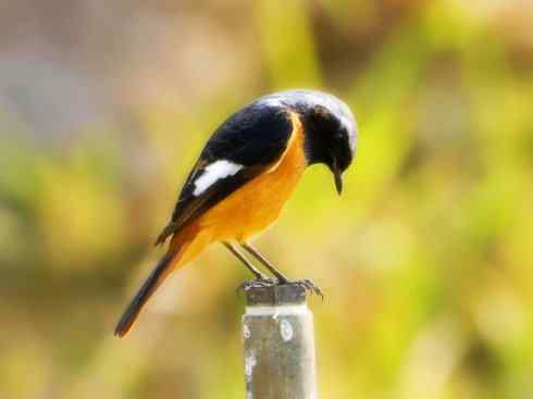 美丽无罪:雀鸟之红尾鸲 美丽无罪:雀鸟之红尾鸲