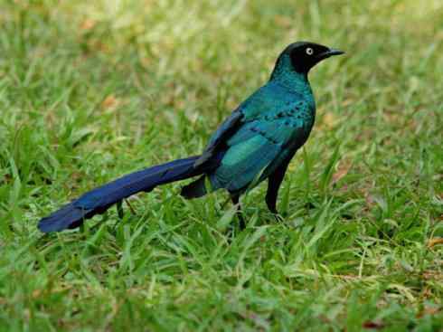 美丽无罪：雀鸟之辉椋鸟