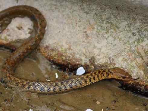 龙:传说的兽原型探秘(游蛇类) 龙:传说的兽原型探秘(游蛇类)