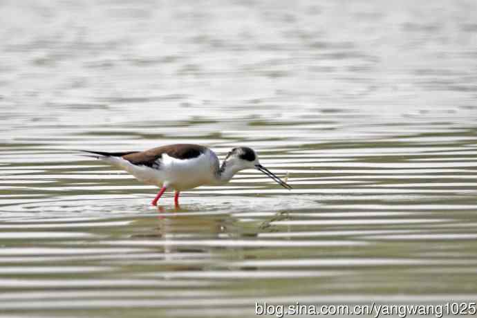 黑翅长脚鹬（7）