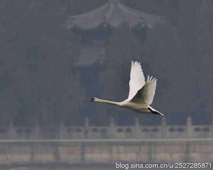 疣鼻天鹅飞临皇家园林