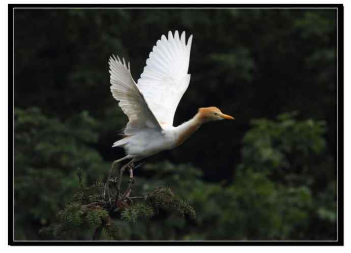 阳山摄鹭之牛背鹭篇