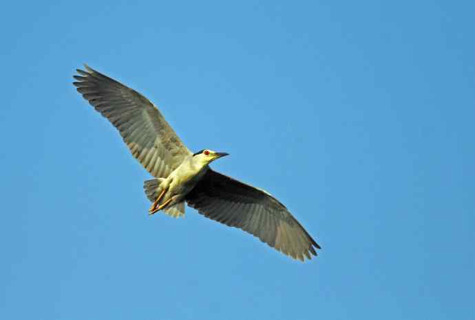 飞(夜鹭)70 飞(夜鹭)70