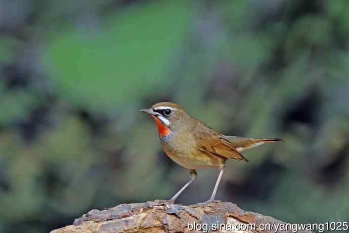 雄性红喉歌鸲（22）