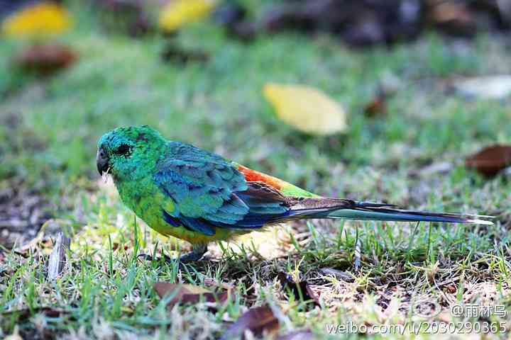 澳大利亚悉尼奥运公园的红腰鹦鹉