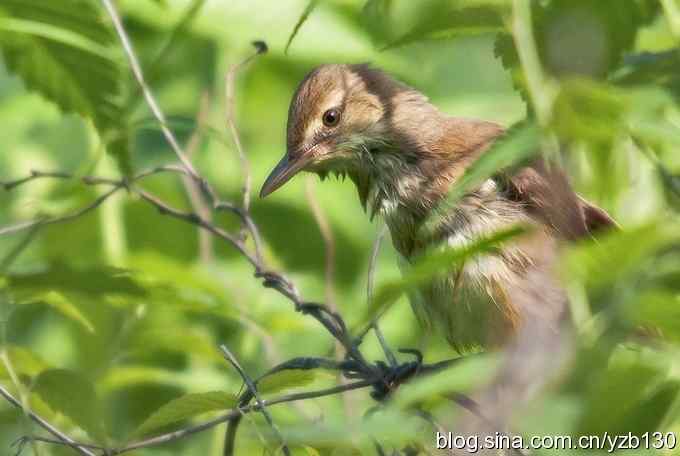 闲庭信步环颈稚（组图，21张图片）