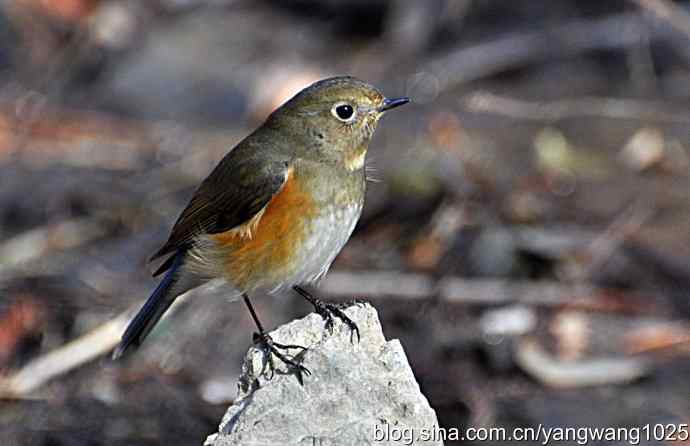 北京植物园的鸟类——红肋蓝尾鸲 3