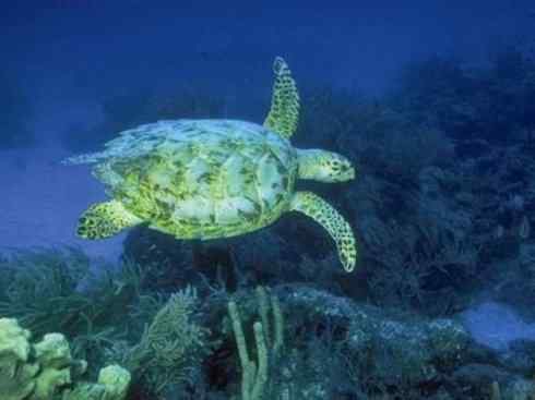 自然奇观：动物大迁徙(海龟类)