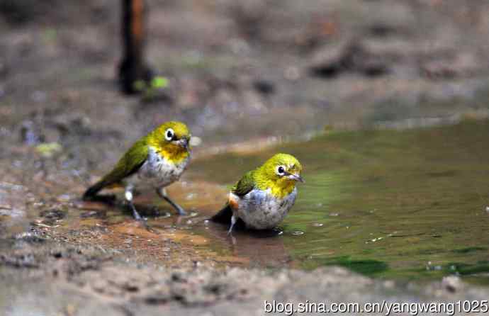 浴（红胁绣眼鸟）