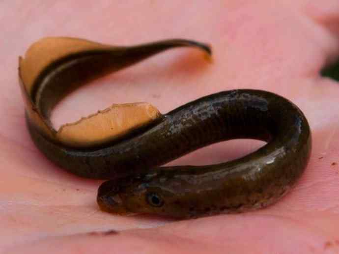 鱼类活化石：七鳃鳗