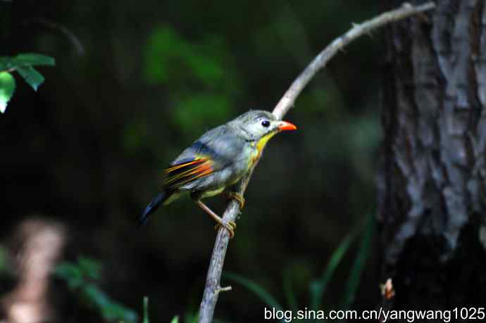 它发现了滴水的水龙头（红嘴相思鸟）