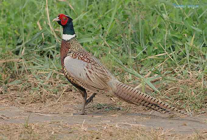 雄风大雉争欢斗勇